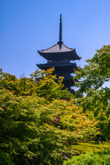 Obraz premium Toji Temple in Kyoto, Japan