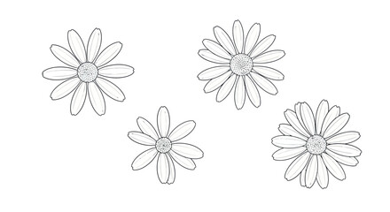 Fototapeta premium Daisy flower line drawing with simple outline style and natural mood 