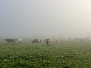 Obraz premium herd of cows in the fog