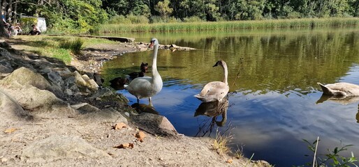mute swan (Cygnus olor) glides gracefully across lakes and rivers with its long, curved neck and...