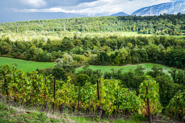 Vignoble en été 