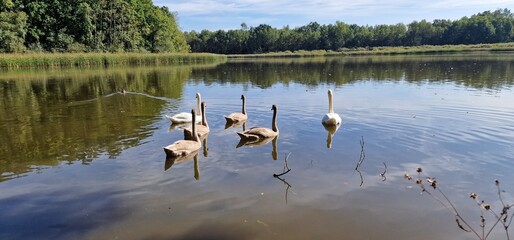 mute swan (Cygnus olor) glides gracefully across lakes and rivers with its long, curved neck and pristine white feathers. Known for its elegant presence and calm demeanor, it is a symbol of beauty and