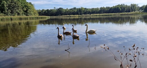 mute swan (Cygnus olor) glides gracefully across lakes and rivers with its long, curved neck and pristine white feathers. Known for its elegant presence and calm demeanor, it is a symbol of beauty and