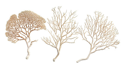 Three specimens of delicate, branching, coral-like organisms.  Detailed, intricate structures are visible, with varying shades of tan and beige