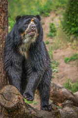 Obraz premium Majestic Spectacled Bear Standing Tall Next to a Tree Trunk