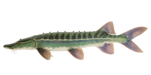 Striped Green Sturgeon A Detailed Look at This Unique Fish Species