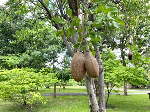 sausage fruits hanging from the tree