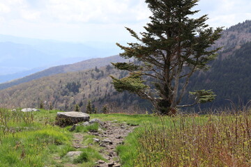 mountain landscape with trees and blue sky