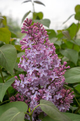 branch of lilac closeup