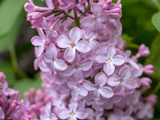 branch of lilac in spring