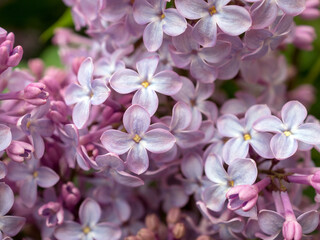 branch of lilac in spring close up