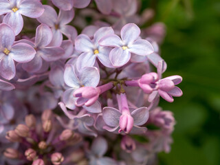 branch of blooming lilac closeup