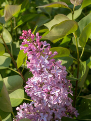 branch of blooming lilac in spring