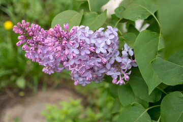branch of blooming lilac close up