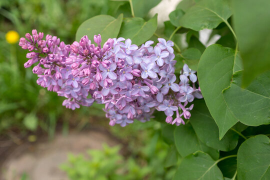 branch of blooming lilac close up