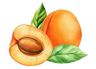 Watercolor apricot fruit with leaf and pit, hand painted botanical illustration, ripe juicy orange summer food clipart isolated