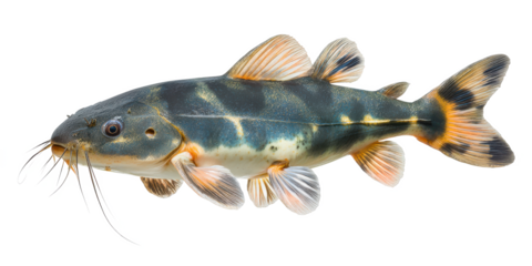 Striped Raphael Catfish Stunning Aquatic Life Portrait