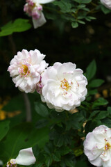 Rosa great maiden's blush white flower, Spring Flowering white Flower Heads on an Old English Rose (Rosa 'Great Maiden's Blush) with leaves, white double Alba rose Maiden's Blush flowers in a garden