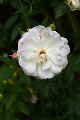 Rosa great maiden's blush white flower, Spring Flowering white Flower Heads on an Old English Rose (Rosa 'Great Maiden's Blush) with leaves, white double Alba rose Maiden's Blush flowers in a garden