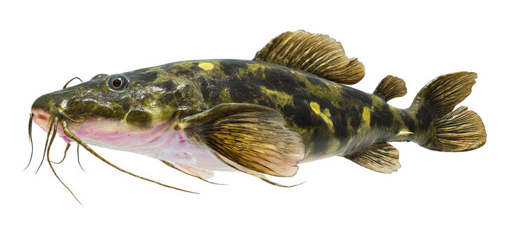 Magnificent Freshwater Fish Detailed Close-up of a Striking Catfish Species
