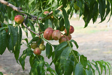 Fresh Ripe nectarine fruits on a tree branch with leaves closeup, A bunch of ripe nectarine, Ripe...