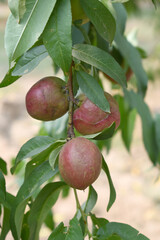 Fresh Ripe nectarine fruits on a tree branch with leaves closeup, A bunch of ripe nectarine, Ripe delicious fruit nectarine on the tree, Ripe sweet nectarines fruits grow on a nectarine tree branch