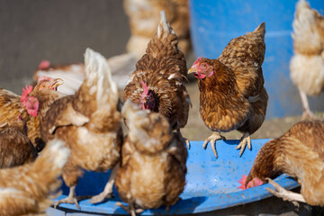 Free range chicken hens in mobile corral sitting and drinking on watering hole