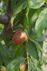 Fresh Ripe nectarine fruits on a tree branch with leaves closeup, A bunch of ripe nectarine, Ripe delicious fruit nectarine on the tree, Ripe sweet nectarines fruits grow on a nectarine tree branch