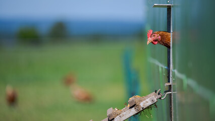 Free range chicken hen looking out of mobile coop hen house