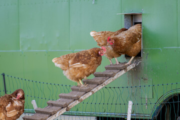 Free range chicken hens going in and out of mobile coop hen house © Robert Ruidl