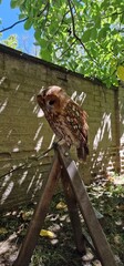 tawny owl, also called the brown owl, is a stocky, medium-sized owl in the family Strigidae. It is commonly found in woodlands across Europe, as well as western Siberia, and has seven recognized subsp