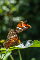 Garden flowers attract beautiful painted lady butterfly for pollination
