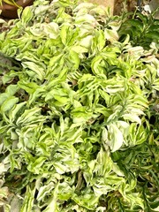 Close-up of Zigzag Plant in a park