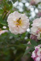 Rosa great maiden's blush pink white flower, Spring Flowering Soft pink white Flower Heads on an Old English Rose (Rosa 'Great Maiden's Blush) with leaves, Pink double Alba rose Maiden's Blush flowers