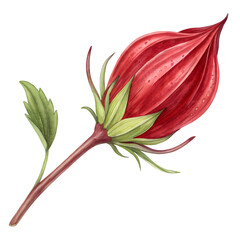 red Hibiscus on white background