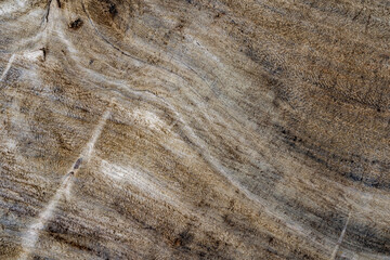 Old wooden tropical tree cut surface. Detailed warm dark brown and orange tones of a felled tree trunk or stump. Rough organic texture of tree rings with close up of end grain