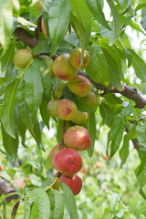 Fresh Ripe nectarine fruits on a tree branch with leaves closeup, A bunch of ripe nectarine, Ripe...