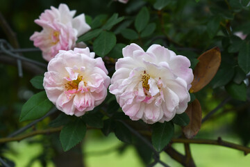 Rosa great maiden's blush pink white flower, Spring Flowering Soft pink white Flower Heads on an Old English Rose (Rosa 'Great Maiden's Blush) with leaves, Pink double Alba rose Maiden's Blush flowers