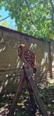 tawny owl, also called the brown owl, is a stocky, medium-sized owl in the family Strigidae. It is commonly found in woodlands across Europe, as well as western Siberia, and has seven recognized subsp