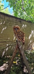 tawny owl, also called the brown owl, is a stocky, medium-sized owl in the family Strigidae. It is commonly found in woodlands across Europe, as well as western Siberia, and has seven recognized subsp