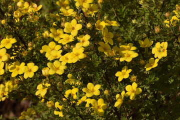 Obraz premium yellow flower in the garden