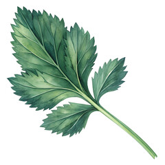 Fototapeta premium green leaf isolated on white background