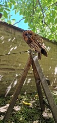 tawny owl, also called the brown owl, is a stocky, medium-sized owl in the family Strigidae. It is commonly found in woodlands across Europe, as well as western Siberia, and has seven recognized subsp