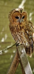 tawny owl, also called the brown owl, is a stocky, medium-sized owl in the family Strigidae. It is commonly found in woodlands across Europe, as well as western Siberia, and has seven recognized subsp