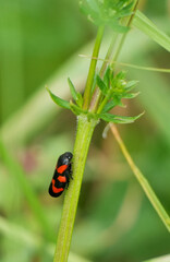 A striking red and black Froghopper (Cercopis vulnerata) on a green stem