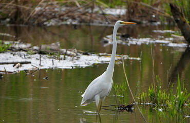 Elegant Great Egret (Ardea alba) wading gracefully in a green pond