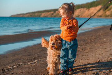 A curly-haired brown Labradoodle or Cavapoo dog with a little child girl are best friends by the sea at sunset.