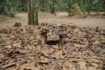 Cu Chi Tunnels. Tourists try to enter the underground tunnels. These tunnels were used in the Vietnam war. Famous tourist attractions in Vietnam