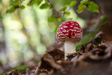 Enchanting beech forest scenes with wild mushrooms in their natural habitat. Rich textures, earthy tones, and serene woodland light—ideal for nature, seasonal, or educational visual projects.