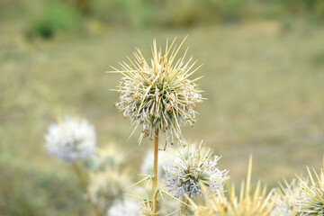 Echinops sphaerocephalus, Echinops sphaerocephalus known as Great Globe Thistle or Pale Globe Thistle, A summer plant in the wild in a meadow, Wild flower with thorns and spines bloomed